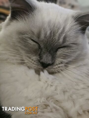Female Ragdoll - photo 4 of 5