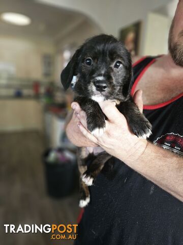 Staffy x Puppies