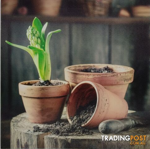 Home Decor Canvas Prints - 40 x 40 cm Pot Plants - 800131