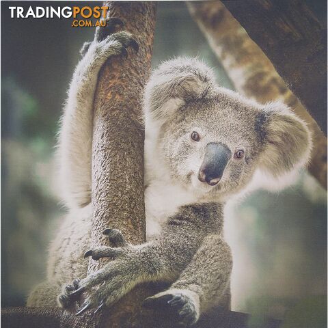 Canvas Prints 40x40cm Koala - 801081