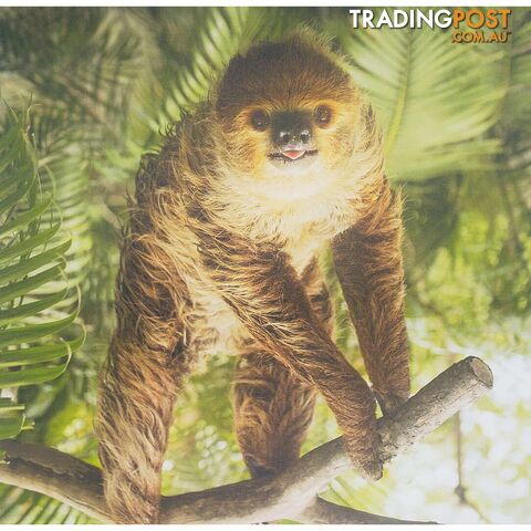 Canvas Prints 40x40cm Sloth - 801075