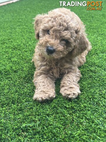 Beautiful miniature poodle - photo 2 of 5