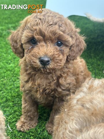 Beautiful miniature poodle - photo 4 of 5