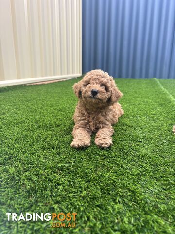 Beautiful miniature poodle - photo 3 of 5