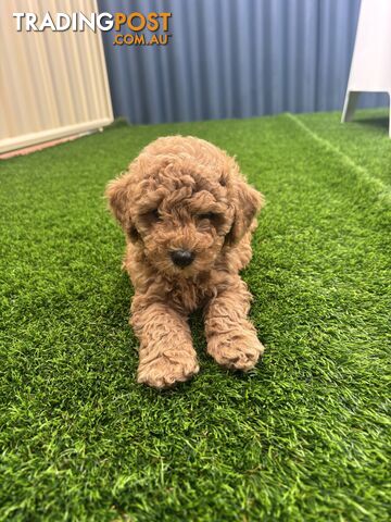 Beautiful miniature poodle