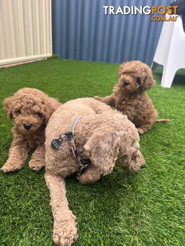 Beautiful miniature poodle - photo 5 of 5