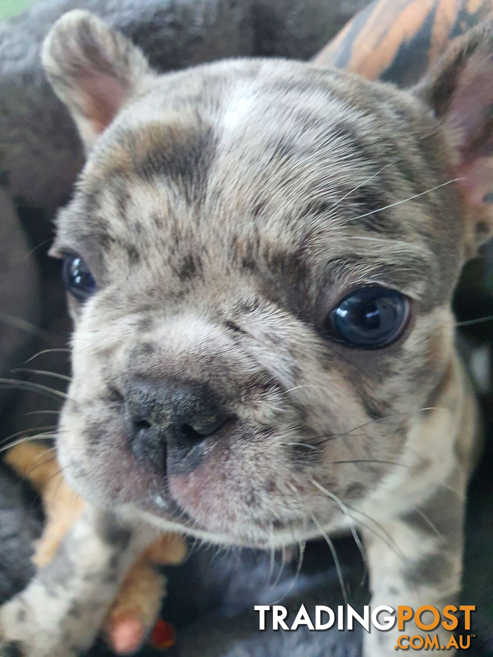 French Bulldog Puppies