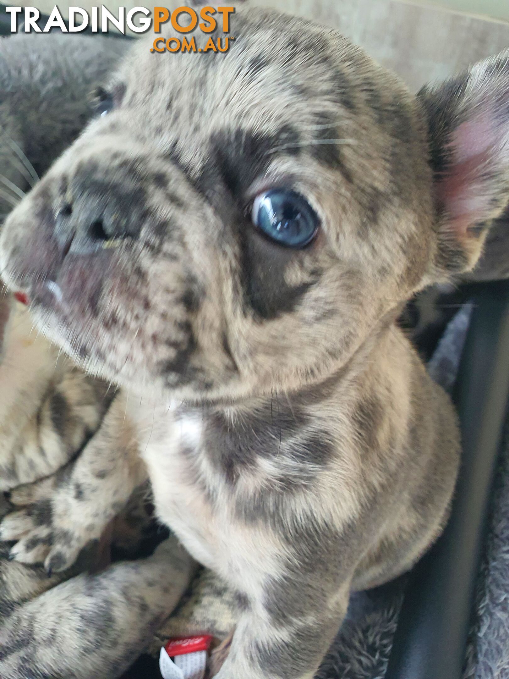 French Bulldog Puppies