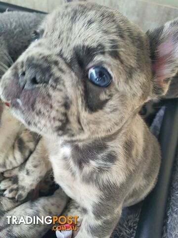 French Bulldog Puppies