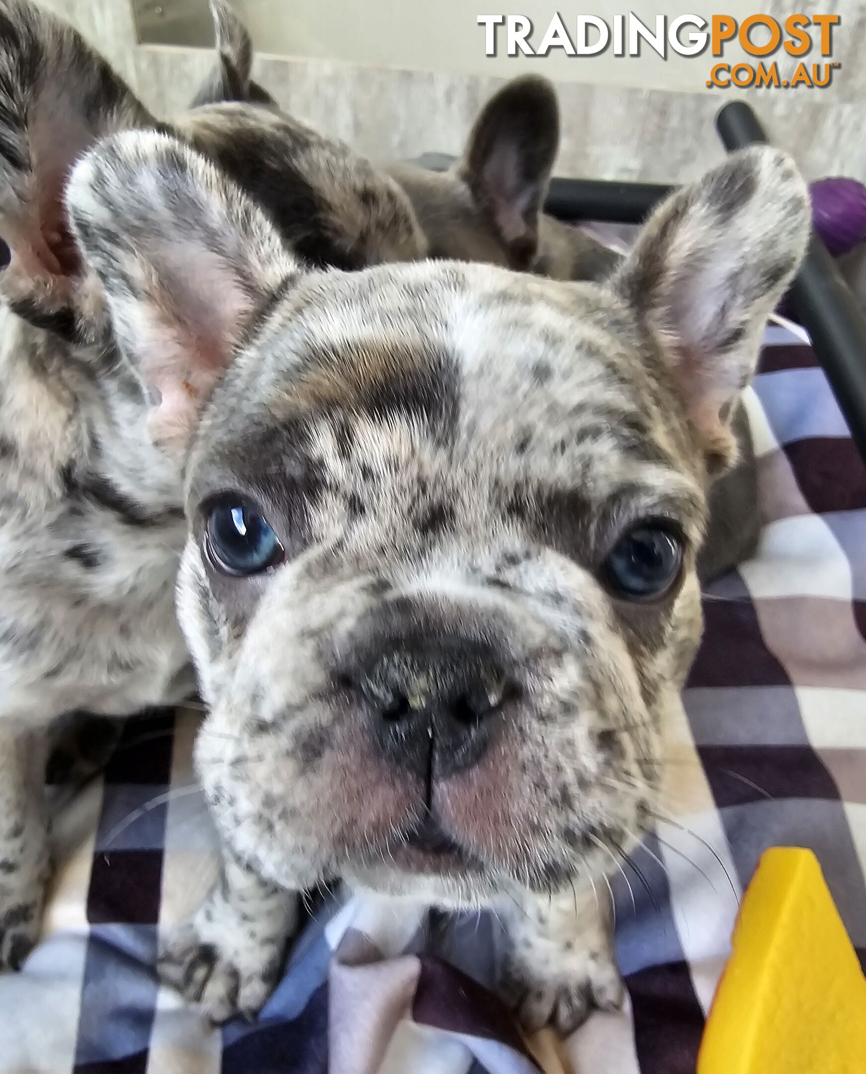 French Bulldog Puppies