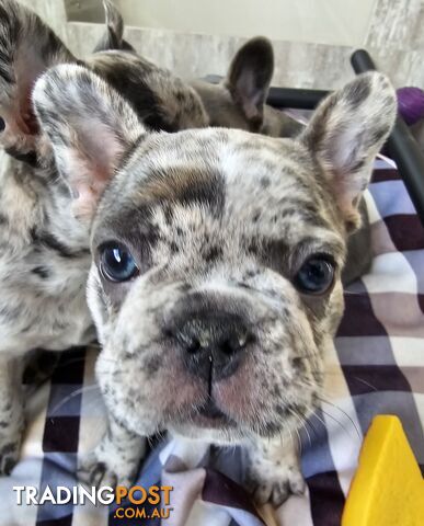 French Bulldog Puppies