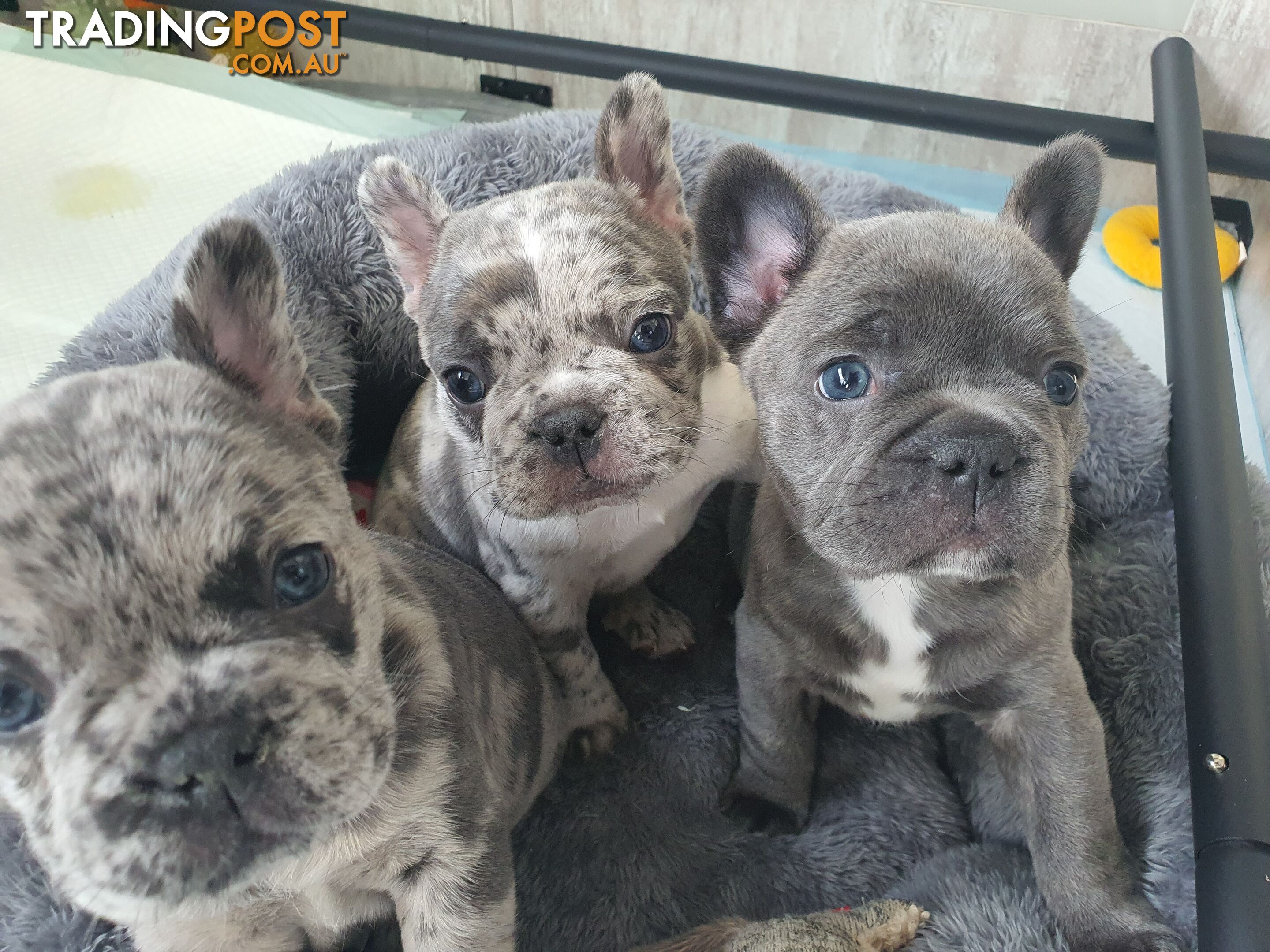 French Bulldog Puppies