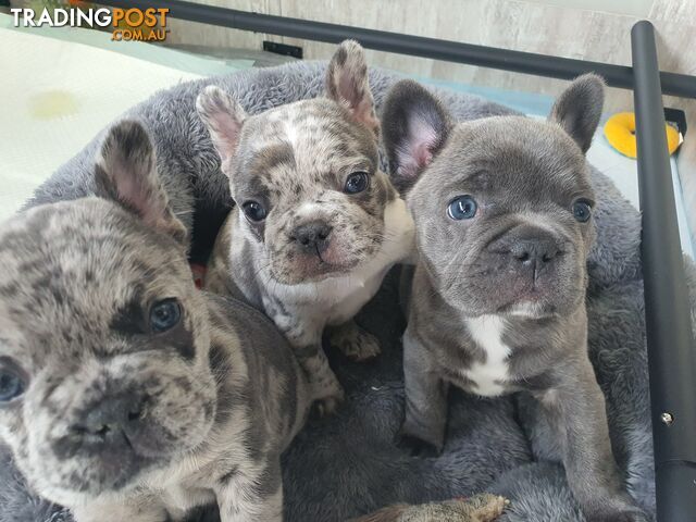 French Bulldog Puppies