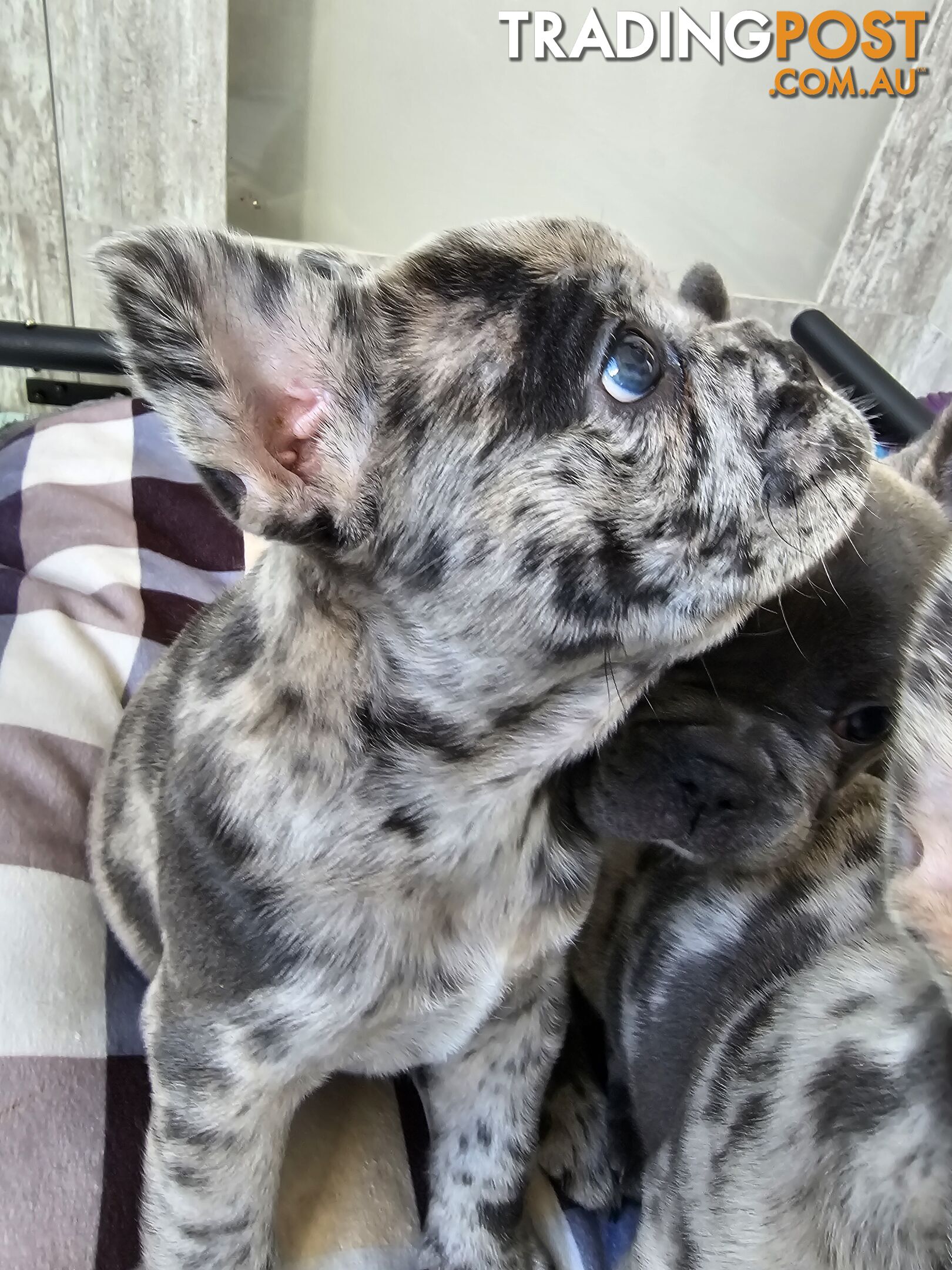 French Bulldog Puppies