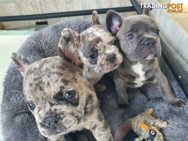 French Bulldog Puppies