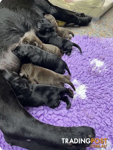 Purebred Labrador Retriever Puppies just born