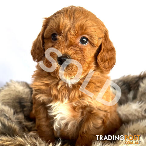 1 LEFT - Toy Red Cavoodle Puppies, Health Guarantee, DNA Clear