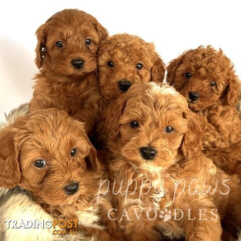 Toy Red Cavoodle Puppies, Health Guarantee, DNA Clear