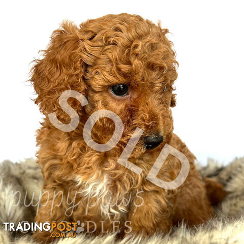 1 LEFT - Toy Red Cavoodle Puppies, Health Guarantee, DNA Clear