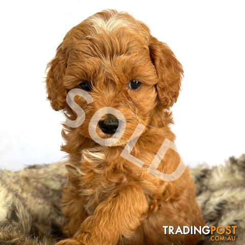 1 LEFT - Toy Red Cavoodle Puppies, Health Guarantee, DNA Clear