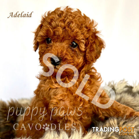 1 LEFT - Toy Red Cavoodle Puppies, Health Guarantee, DNA Clear