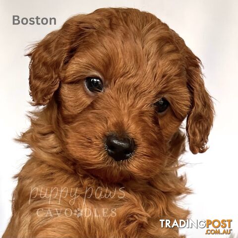 1 LEFT - Toy Red Cavoodle Puppies, Health Guarantee, DNA Clear