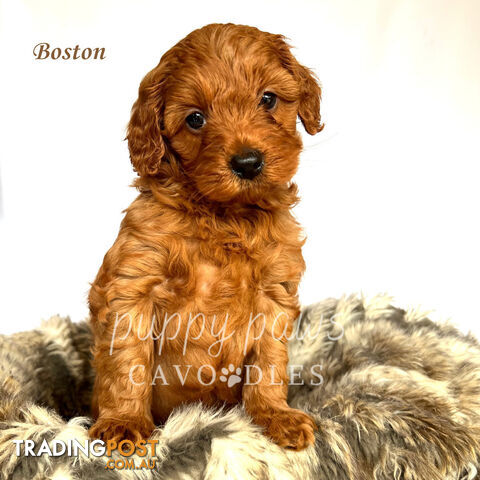 1 LEFT - Toy Red Cavoodle Puppies, Health Guarantee, DNA Clear