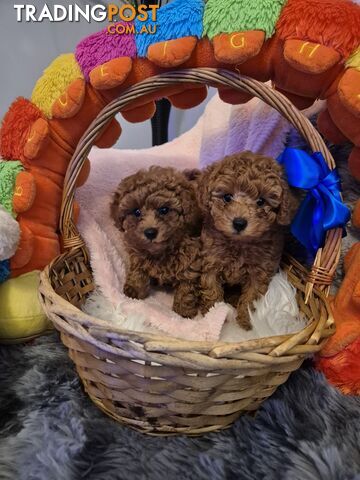 Toy poodle