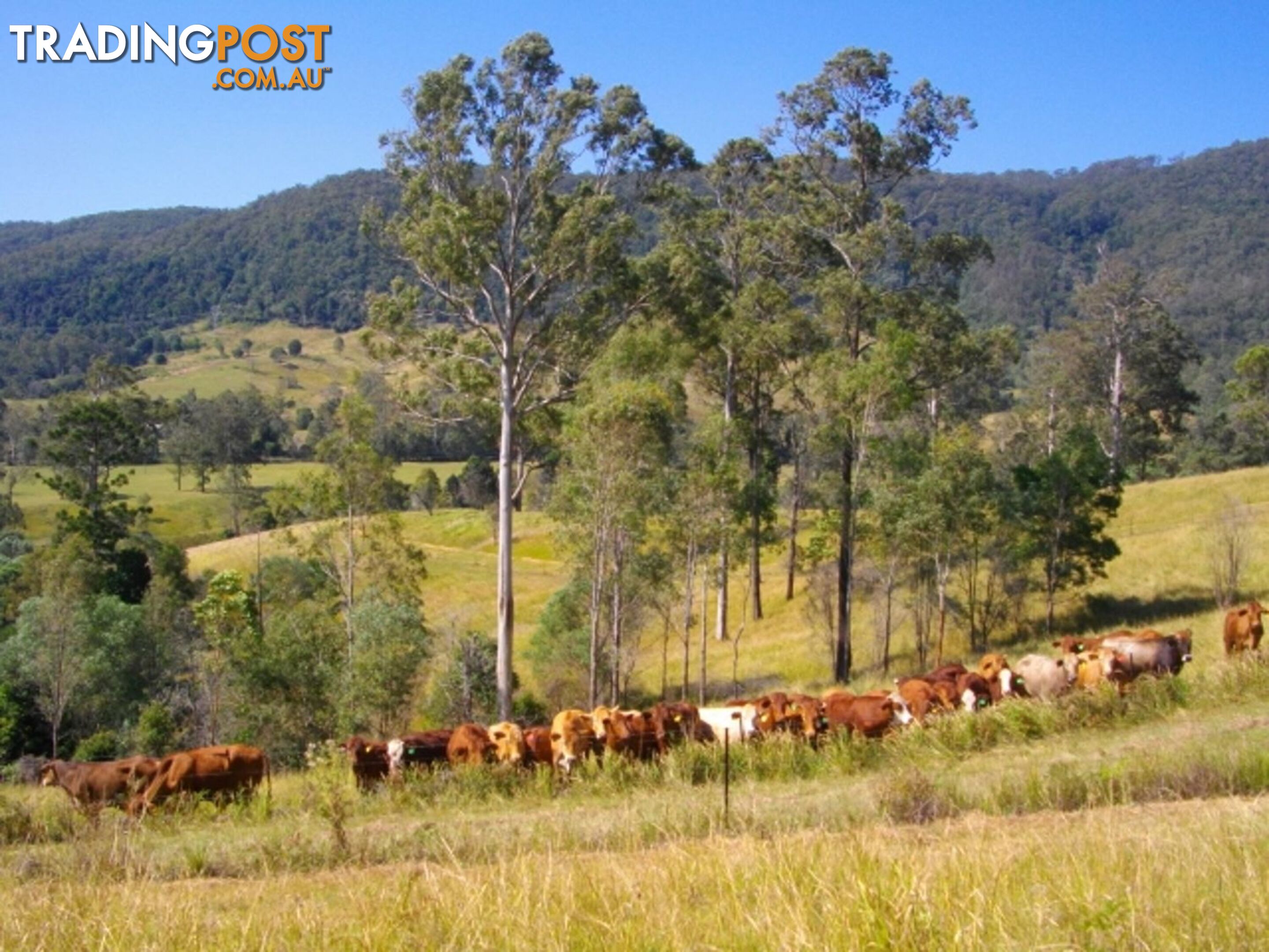 4396 Mary Valley Road BROOLOO QLD 4570