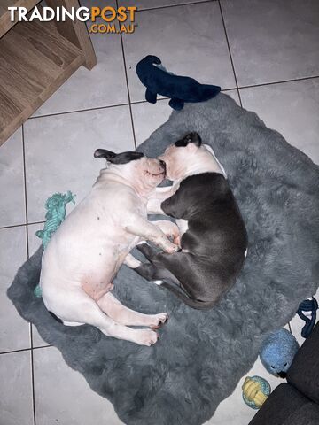American Stafforshire Puppies
