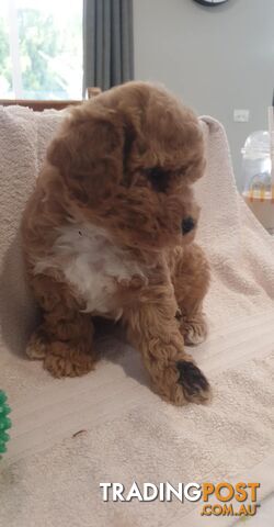 Poochon/Bichoodle Puppies