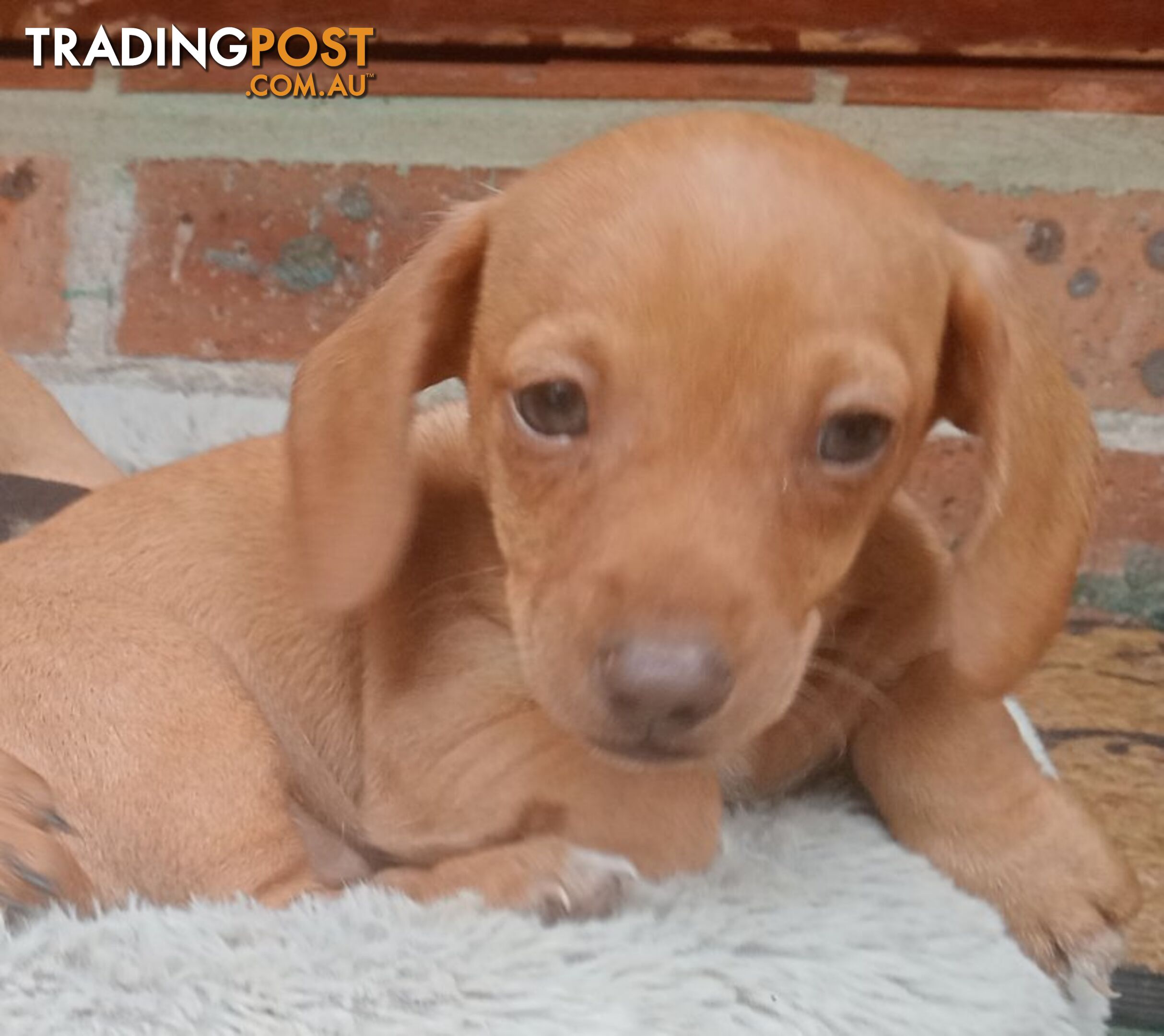 Purebred miniature Dachshund puppies