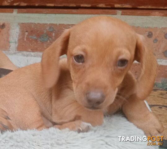 Purebred miniature Dachshund puppies