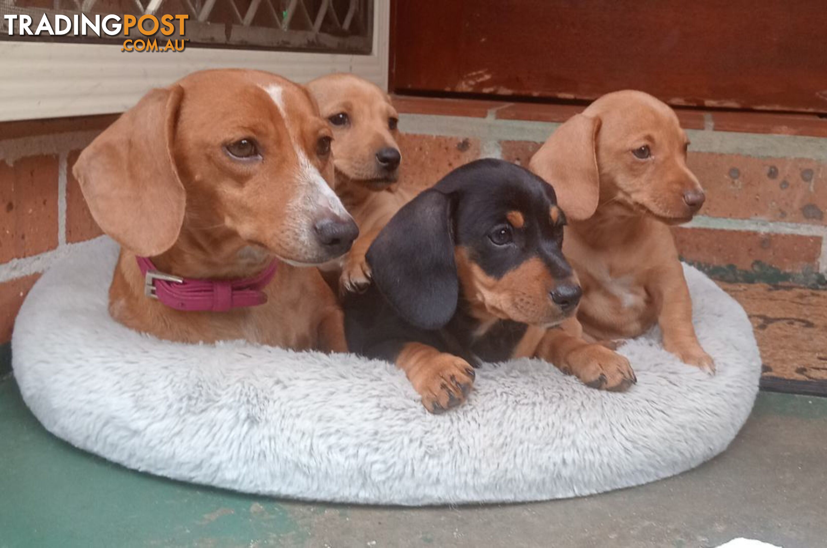 Purebred miniature Dachshund puppies