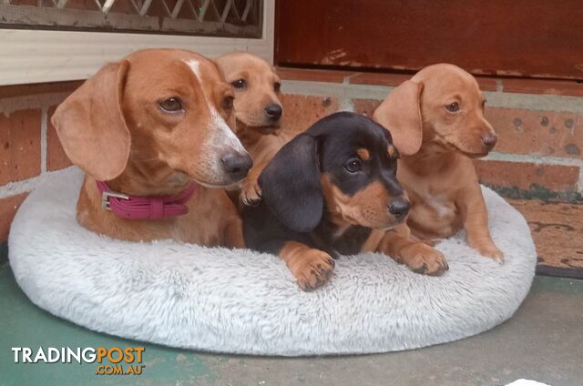 Purebred miniature Dachshund puppies