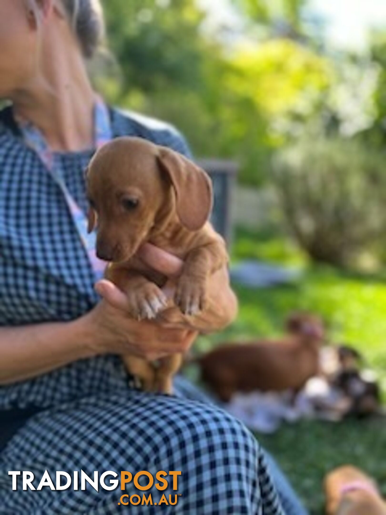 Purebred miniature Dachshund puppies