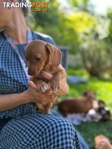 Purebred miniature Dachshund puppies