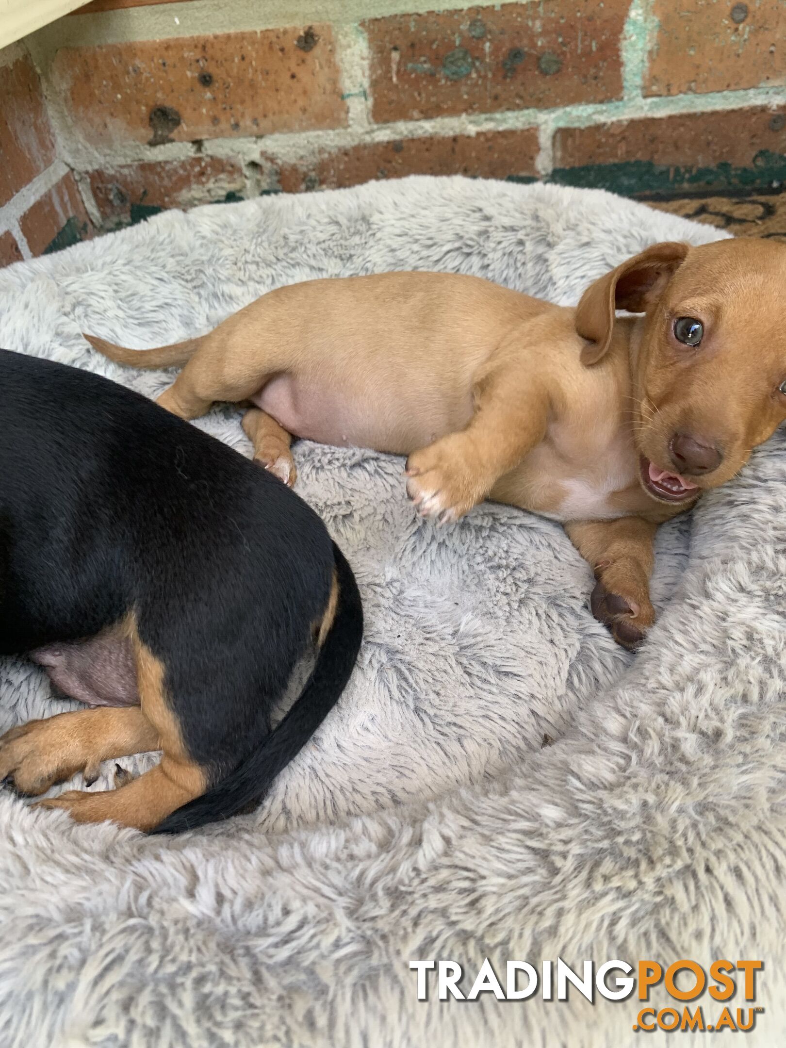 Purebred miniature Dachshund puppies