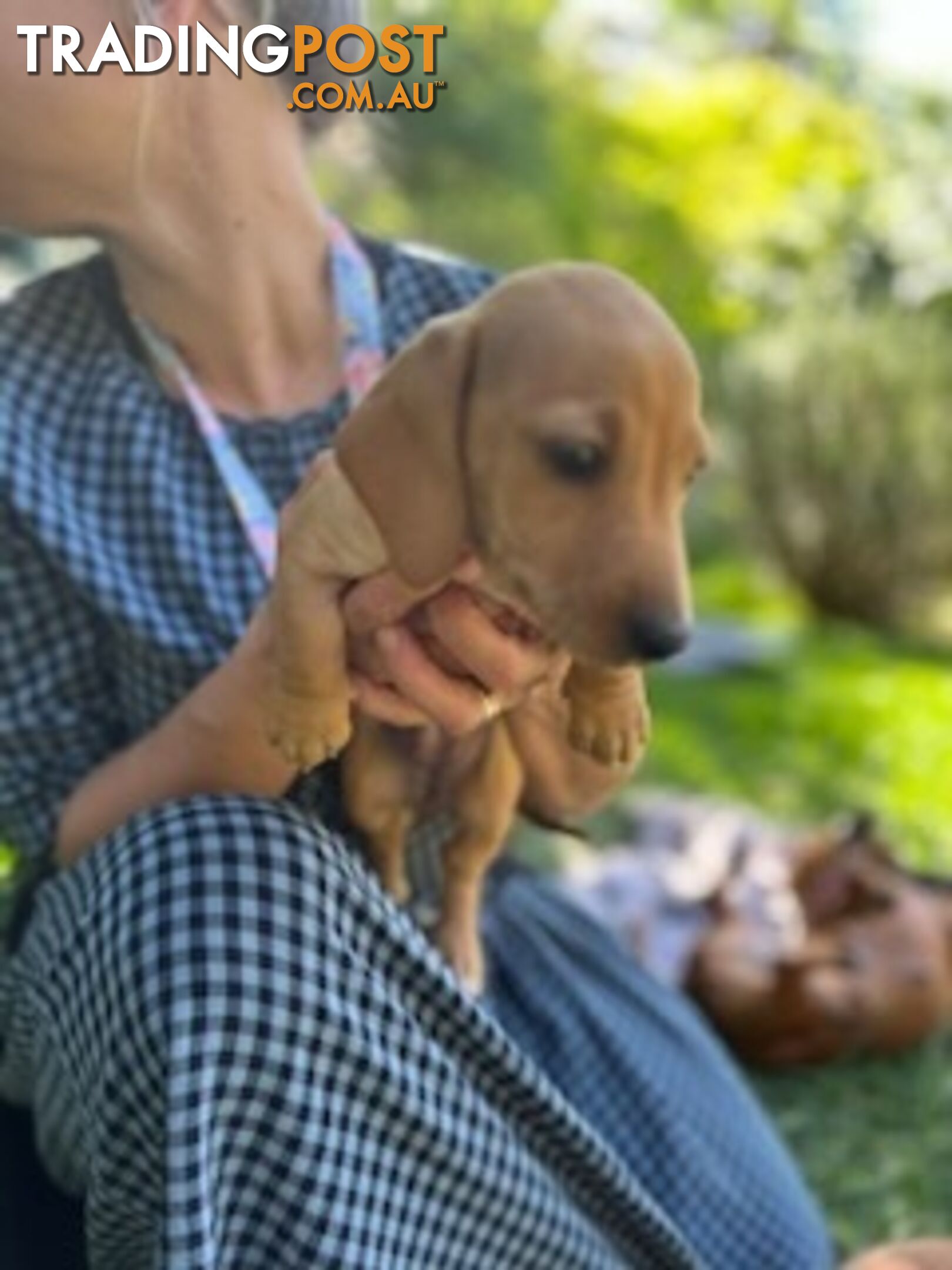 Purebred miniature Dachshund puppies