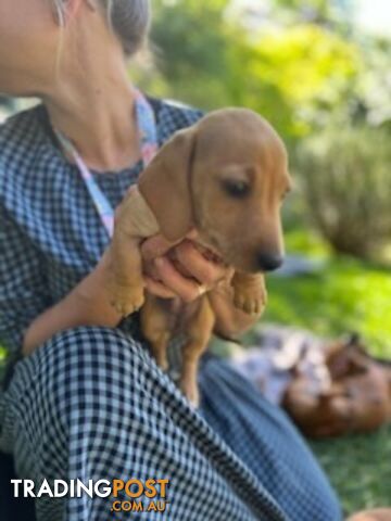 Purebred miniature Dachshund puppies