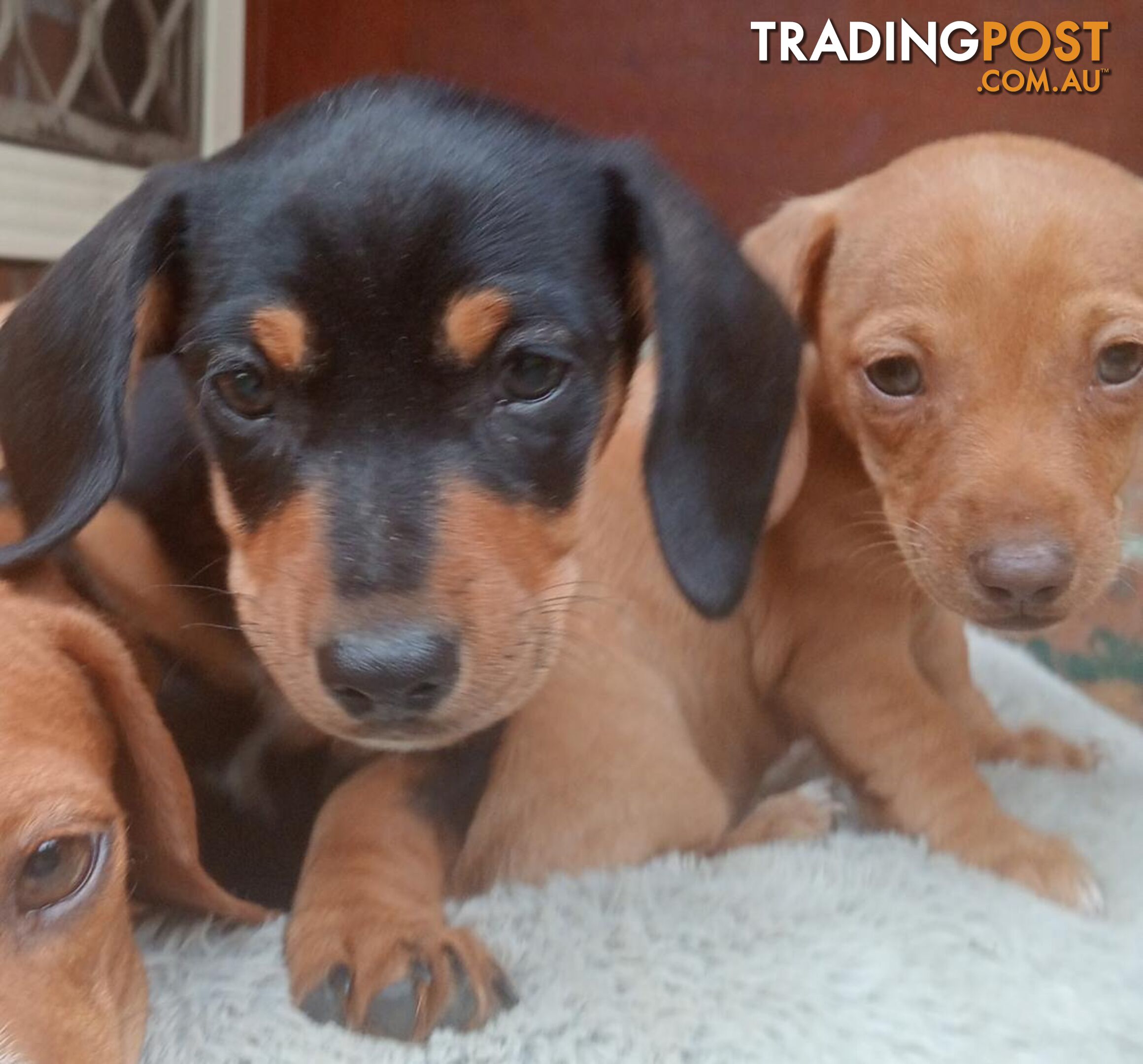 Purebred miniature Dachshund puppies