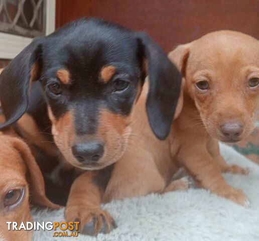 Purebred miniature Dachshund puppies