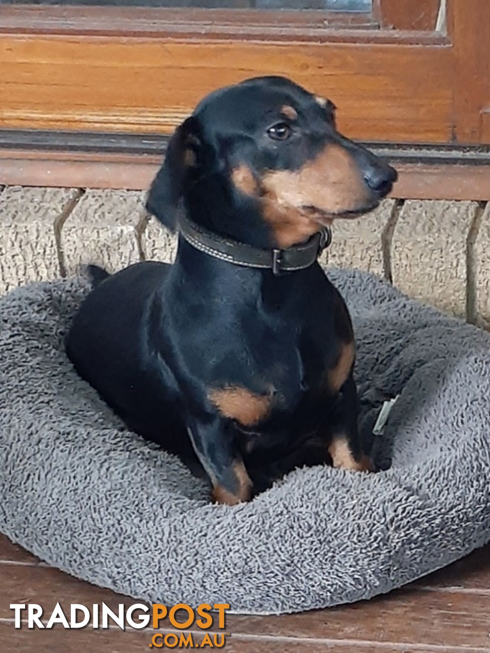 Purebred miniature Dachshund puppies