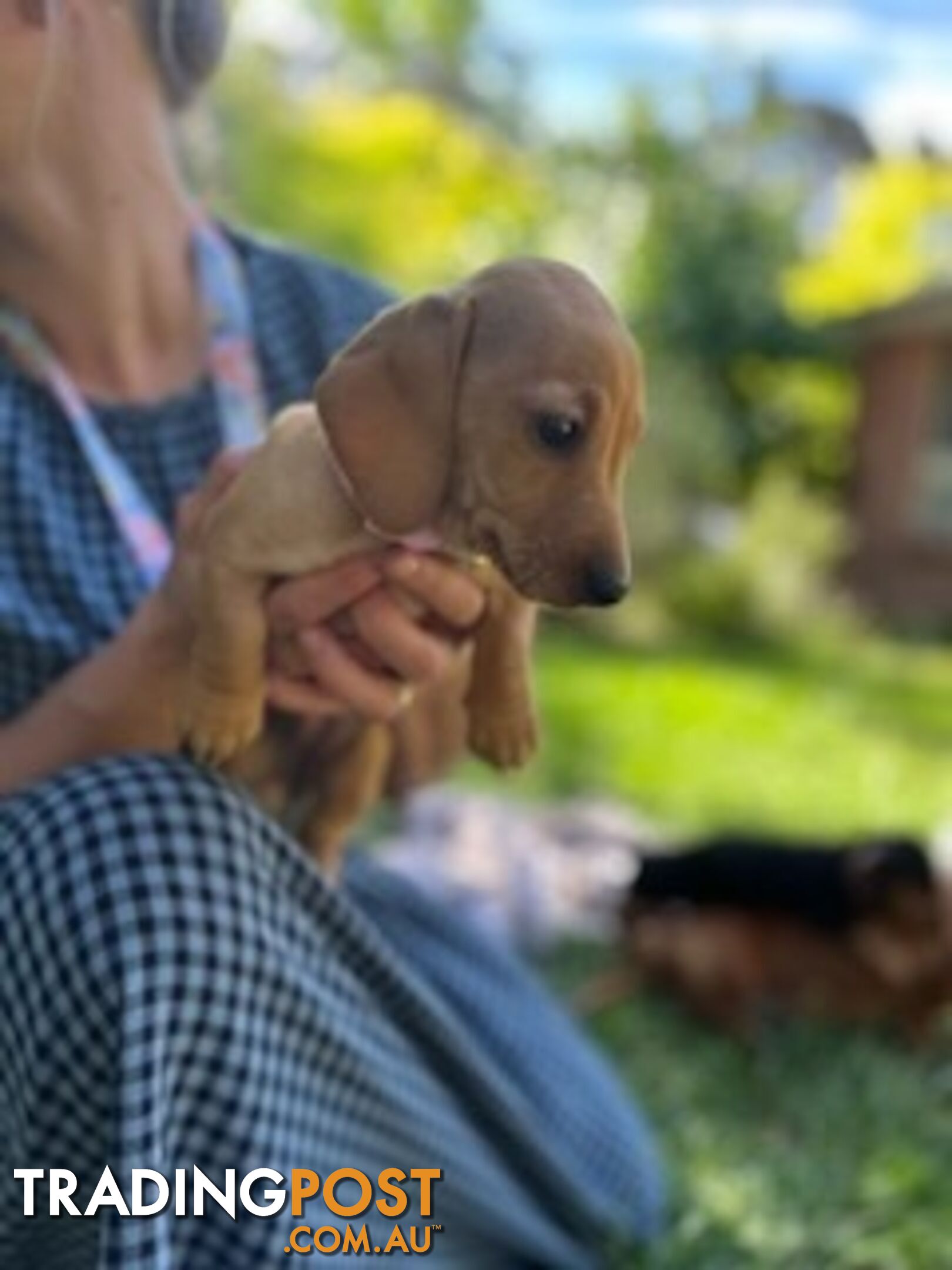 Purebred miniature Dachshund puppies