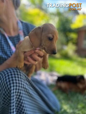 Purebred miniature Dachshund puppies