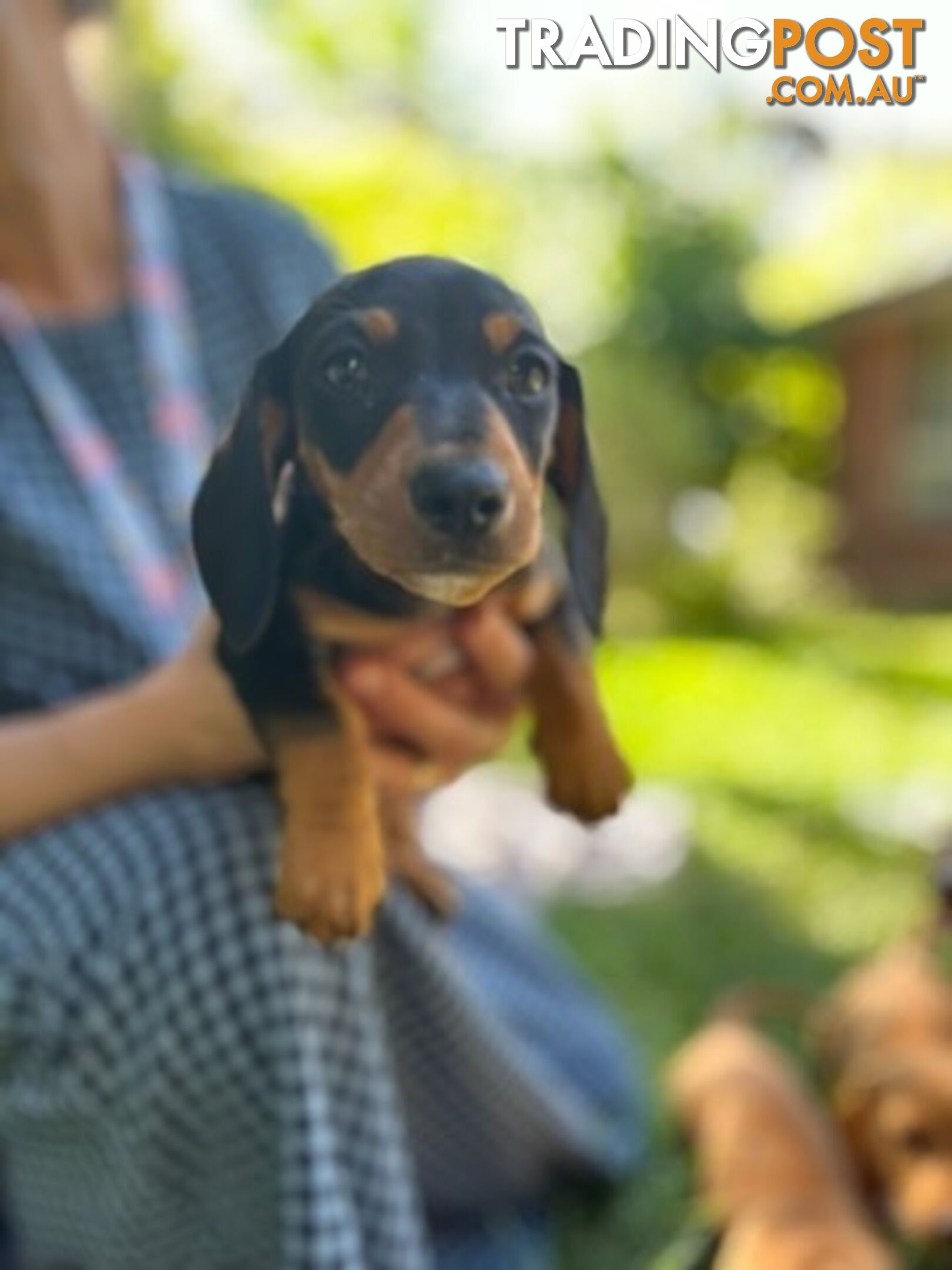 Purebred miniature Dachshund puppies