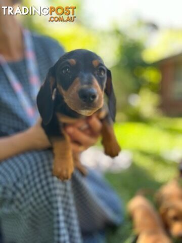 Purebred miniature Dachshund puppies