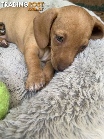 Purebred miniature Dachshund puppies