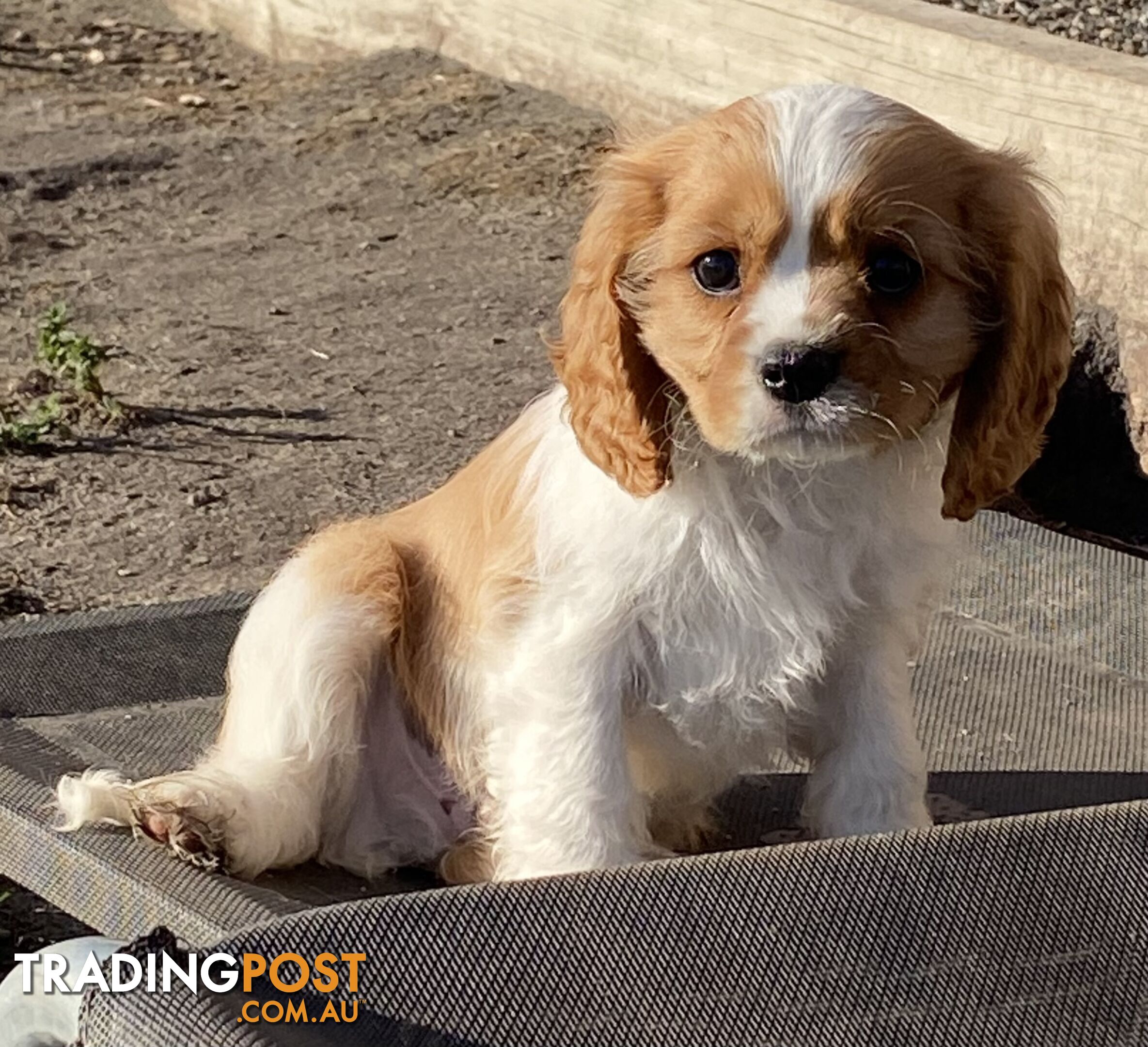 Beautiful Pedigree Cavalier King Charles Spaniel Puppy