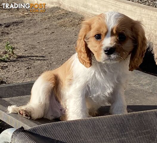 Beautiful Pedigree Cavalier King Charles Spaniel Puppy